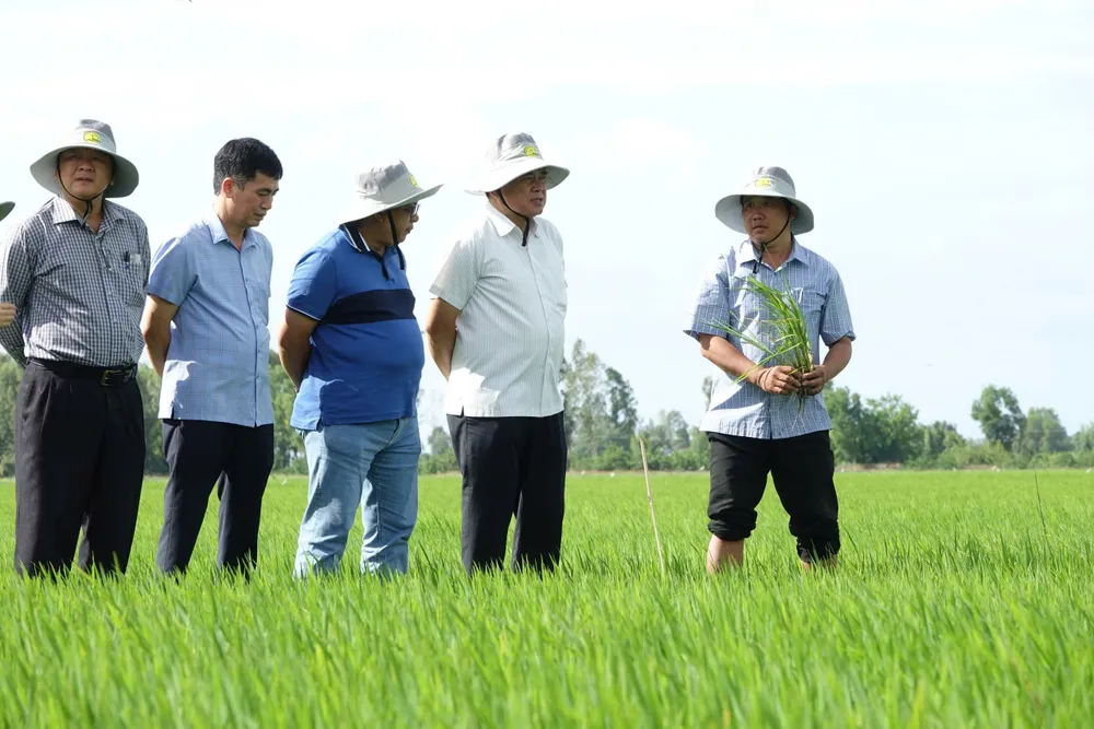 Thứ trưởng Bộ NN-PTNT Trần Thanh Nam khảo sát thực tế đề án 1 triệu hecta lúa chất lượng cao tại Kiên Giang.jpg