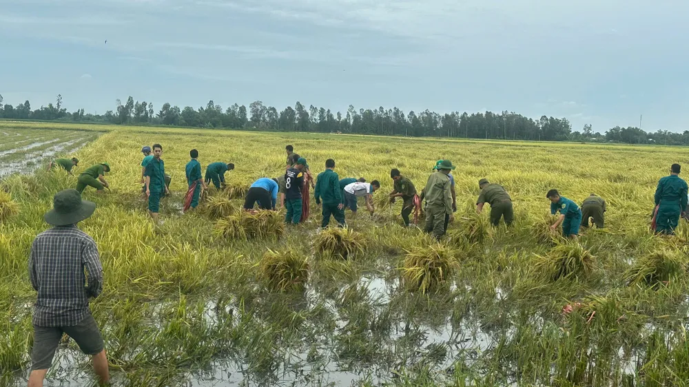 Hàng chục cán bộ, chiến sĩ thu hoạch lúa ngập úng do mưa lớn giúp dân tại Kiên Giang.jpg