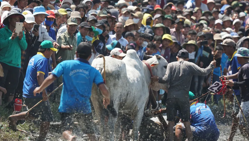 Một đôi bò gặp sự cố trên đường đua.jpg