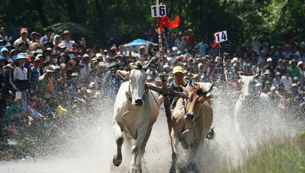 Nài bò khéo léo điều khiển đôi trò tranh tài.jpg