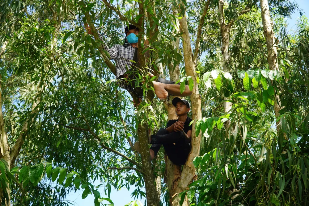 Nhiều khán giả leo cây để có tầm nhìn tốt hơn, thưởng thức trọn vẹn Hội đua bò Bảy Núi.jpg