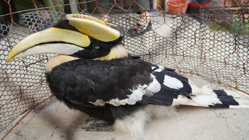 Cá thể chim hồng hoàng do ông Nguyễn Văn Cu bàn giao cho lực lượng chức năng. Ảnh: BLA