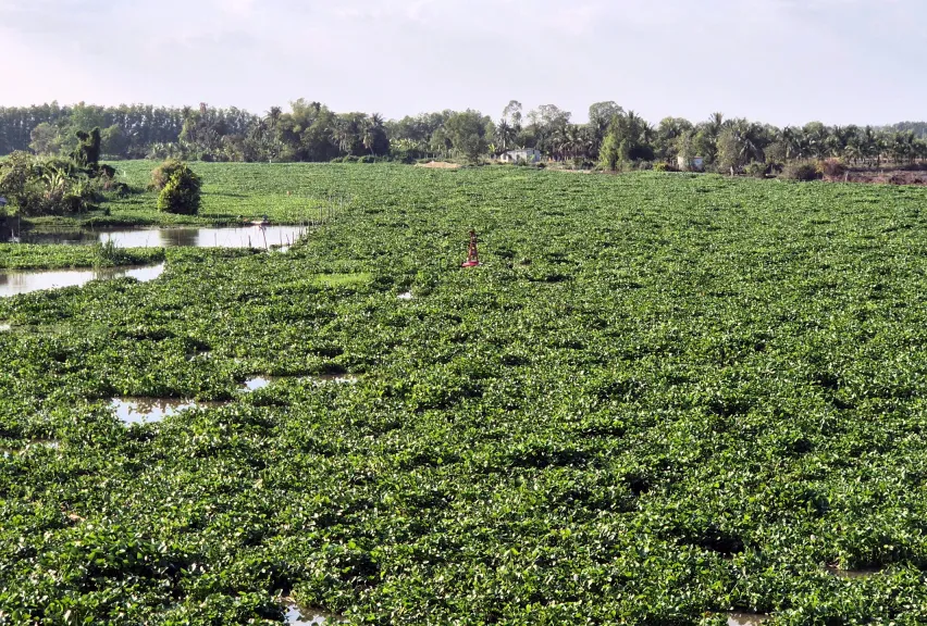 Lục bình "bịt kín" một đoạn sông Vàm Cỏ Đông đoạn ranh giữa xã Long Chữ và phường Thanh Điền