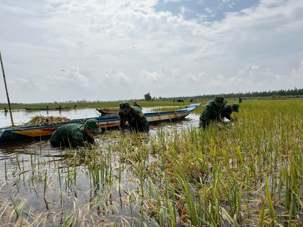 gặt lúa 2.jpg