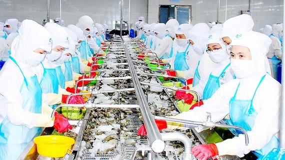 Processing shrimps for export in the Mekong Delta. (Photo: SGGP)