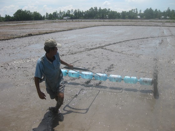 Winter-spring rice farming areas expected to reduce to avoid saltwater intrusion ảnh 1