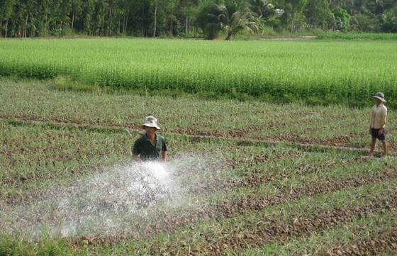 Crop switching on rice growing land brings higher economic efficiency. (Photo: SGGP)