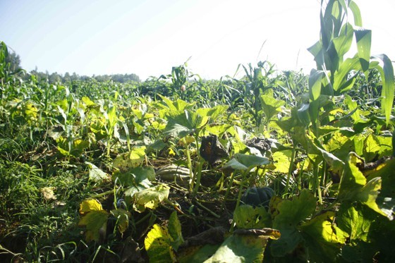 Farmers enjoy bumper pumpkin harvest but low price ảnh 1