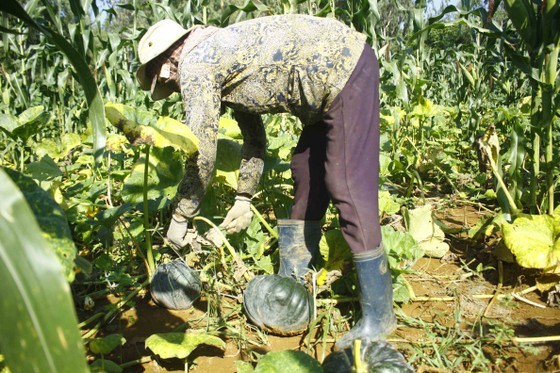 Farmers enjoy bumper pumpkin harvest but low price ảnh 3