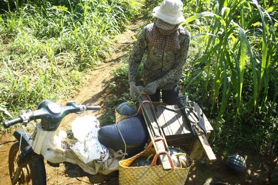 Farmers enjoy bumper pumpkin harvest but low price ảnh 5