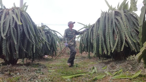 Dragon fruit price unexpectedly triples ảnh 2