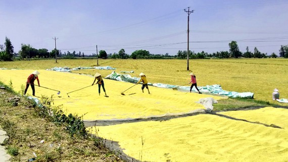 Rice harvesting in Can Tho City. (Photo: SGGP)
