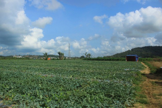 Price of watermelons increases to VND4,000 per kilogram in Quang Ngai Province ảnh 3