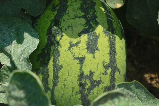 Price of watermelons increases to VND4,000 per kilogram in Quang Ngai Province ảnh 2