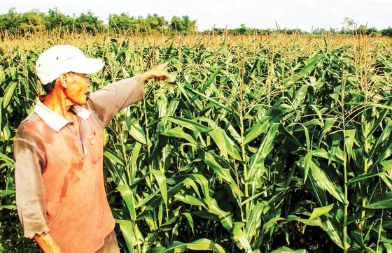 Farmers in central provinces enjoy good harvest of vegetables ảnh 1