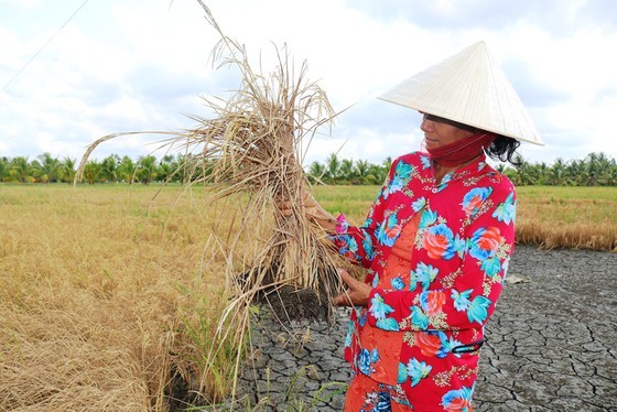 Winter-spring rice production exceeds 10.7 million tons in Mekong Delta ảnh 1
