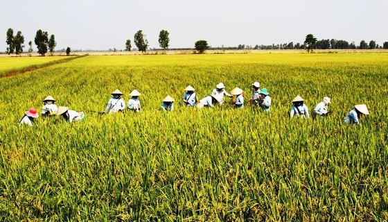 Summer-autumn rice production in Southern provinces exceeds 9.1 million tons ảnh 1