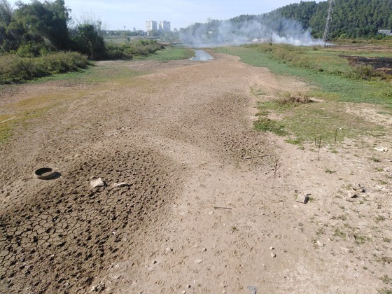 Thousands of hectares of rice in Nghe An Province dry due to hot temperatures ảnh 1