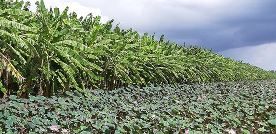 Price of bananas in Mekong Delta provinces goes up ảnh 1