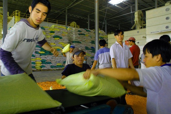 Prices of paddy, rice climb as summer-autumn crop ends in Mekong Delta ảnh 2