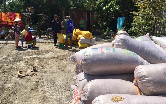 Prices of paddy, rice climb as summer-autumn crop ends in Mekong Delta ảnh 1