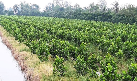 Thai jackfruit price increases sharply in Mekong Delta ảnh 1