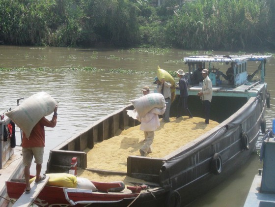 Early autumn-winter rice in Mekong Delta gives high margins ảnh 1