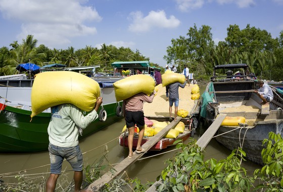 Despite decreasing rice-growing area, farmers still earn profits ảnh 2