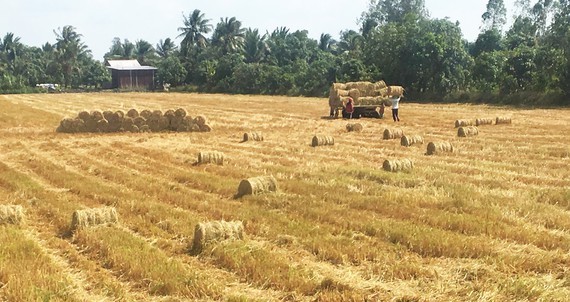 Despite decreasing rice-growing area, farmers still earn profits ảnh 1