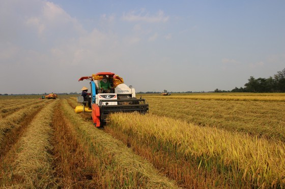 Rice production efficiency of eight provinces in Mekong Delta improved ảnh 1