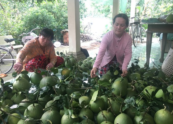 Reducing logistics costs to strengthen competitiveness for agricultural products ảnh 1