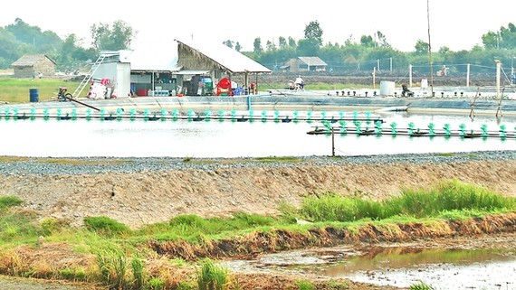 Spontaneous white-leg shrimp farming in freshwater areas poses risks ảnh 1