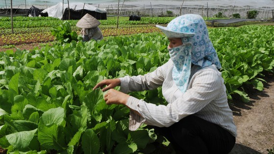 Development of agri-food sector needs untying knots in mechanisms ảnh 1