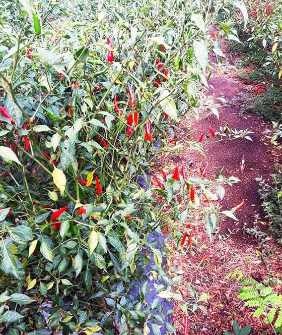 Chili price sinks heavily, farmers forsake harvesting ảnh 1