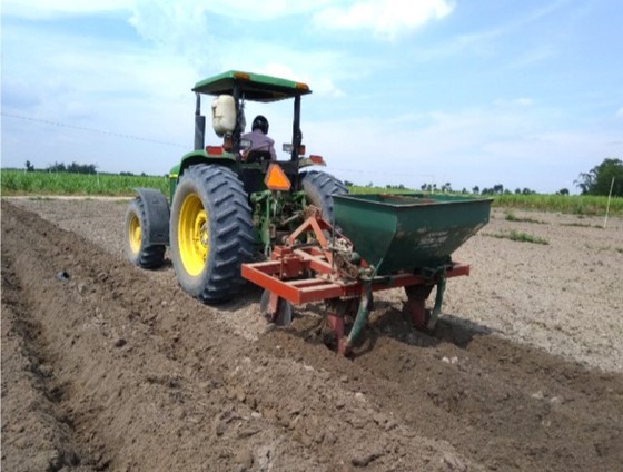 Domestic sugar industry needs support from appropriate policies ảnh 1