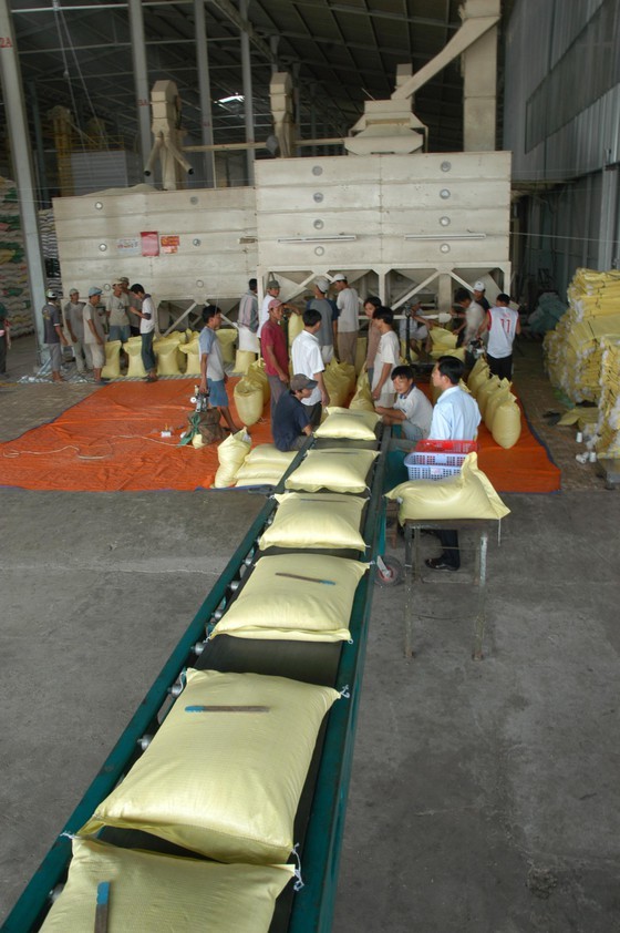 Export prices of rice fall, causing anxiety to many enterprises ảnh 2