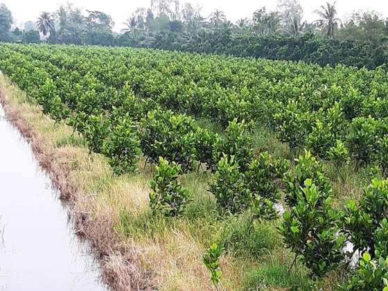 Farmers suffer losses as fruit prices plummet ảnh 4