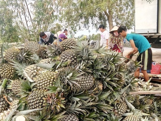 Farmers suffer losses as fruit prices plummet ảnh 5
