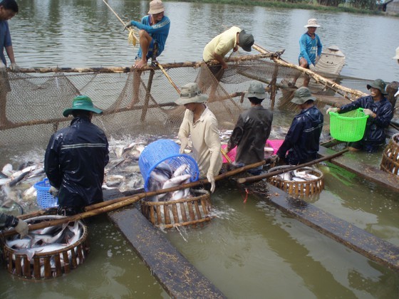 Shrimp, pangasius exports to US market make breakthrough ảnh 2