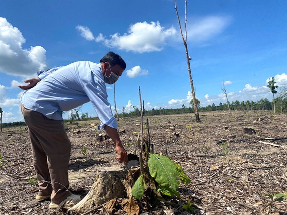 La Nga protection forest severely deforested ảnh 1