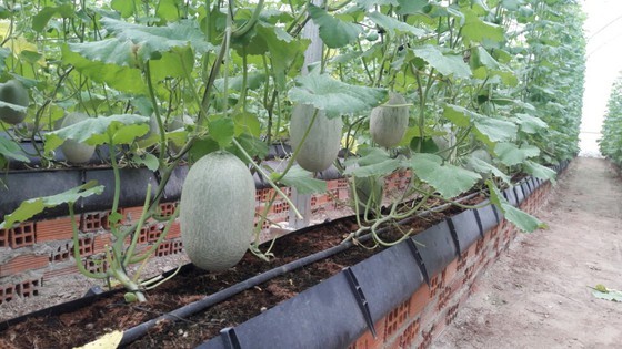 Tay Ninh Province develops high-tech agriculture for export ảnh 2