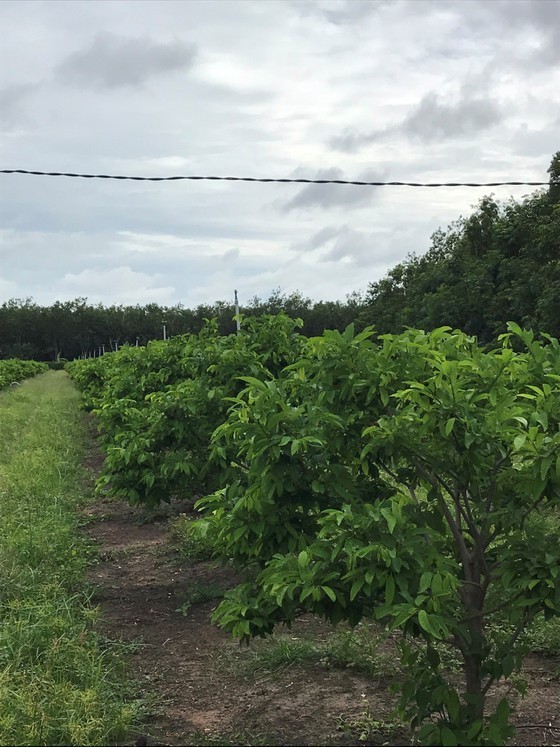 Tay Ninh Province develops high-tech agriculture for export ảnh 3