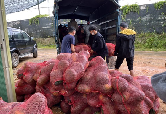 Zero-dong vegetables massively flock to HCMC from Da Lat ảnh 8