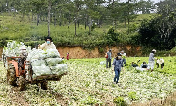Zero-dong vegetables massively flock to HCMC from Da Lat ảnh 1