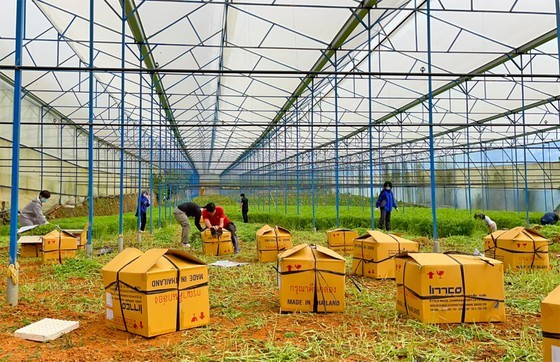 Zero-dong vegetables massively flock to HCMC from Da Lat ảnh 3