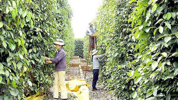 Vietnam at risk of losing pepper export markets due to high freight costs ảnh 1