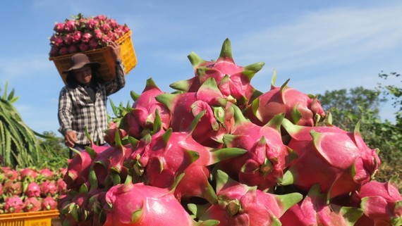Vietnamese dragon fruits seek export market in India, Pakistan ảnh 1