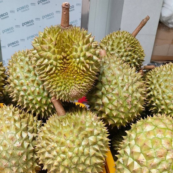 Vietnamese Ri6 durian sold out in Australia ảnh 1