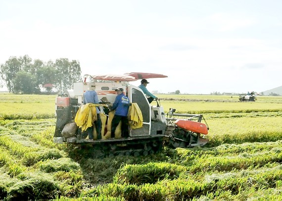 Mekong Delta provinces lack rice harvesting machines for summer-autumn rice crop ảnh 1