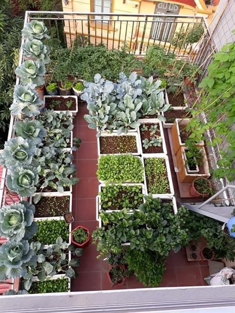 Urban gardens a bright spot during pandemic ảnh 2